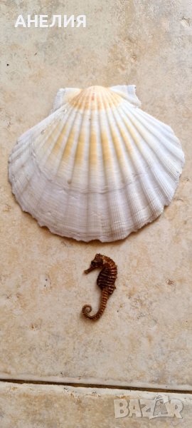 Морски обитатели , снимка 1