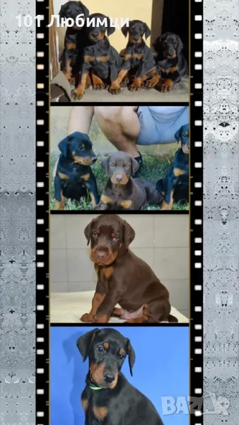 Добермани с родословие, снимка 1