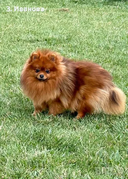 Померан момичета  , снимка 1