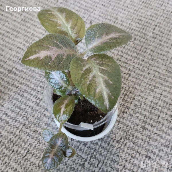 еписция , снимка 1