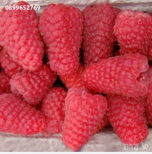 Малина Червена Сугана гигант,, ., снимка 1