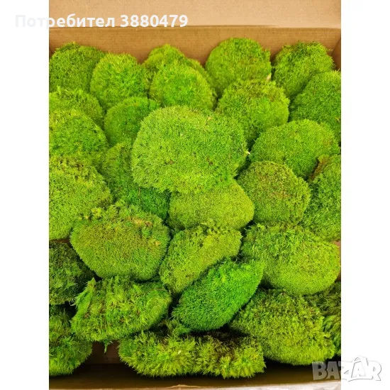  зелен мъх, снимка 1
