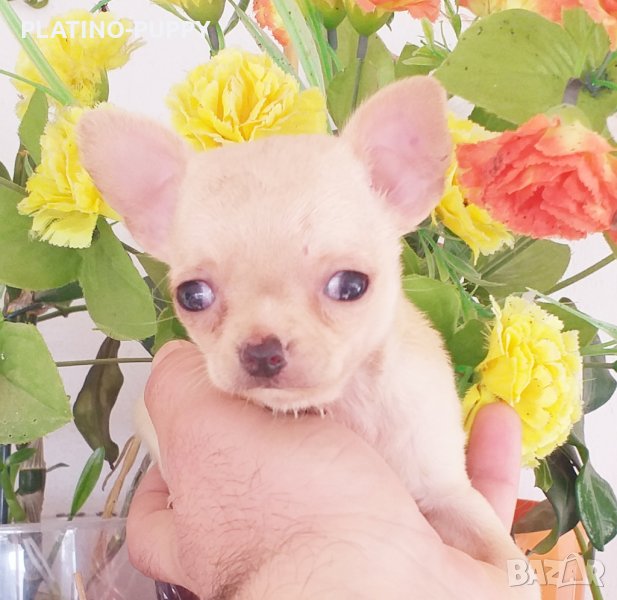 Мини чихуахуа КРЕМ ТОП КАЧЕСТВО, снимка 1