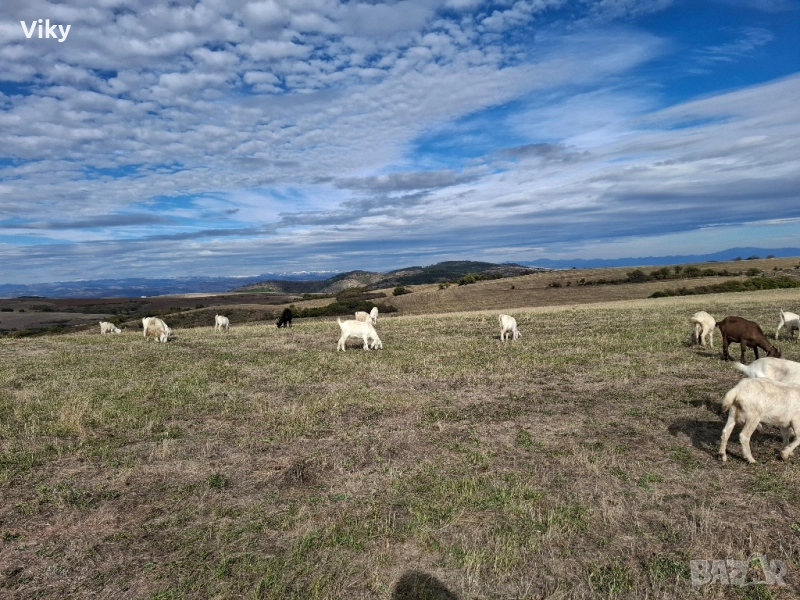 ярета на свободна паша, снимка 1