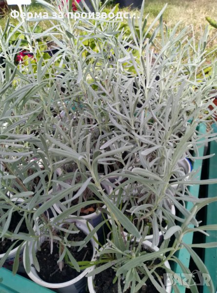 Лавандула, снимка 1