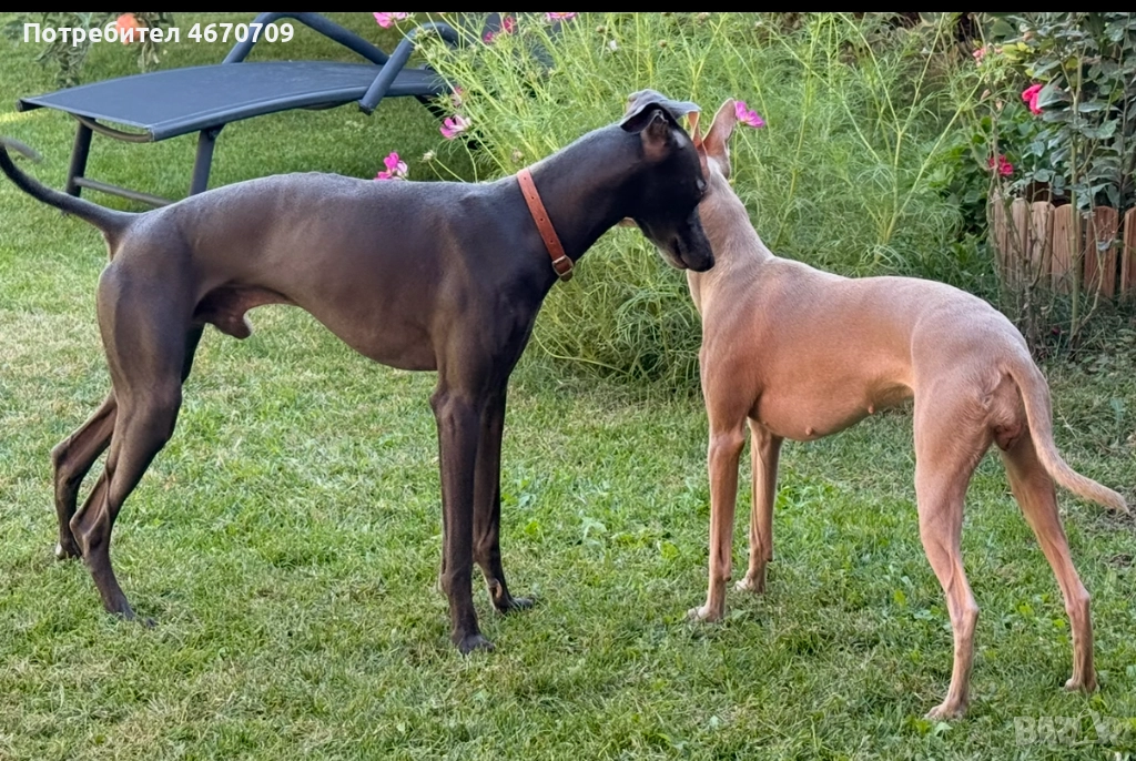 Малки италиански хрътки, снимка 1