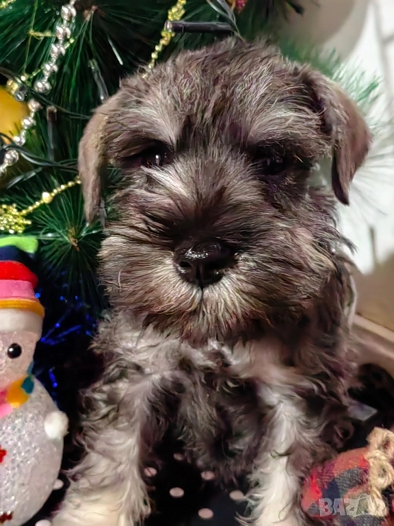 Кученца миниатюрен шнауцер с черен пипер и сол, снимка 1