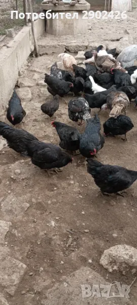 Ярки и петли Австралорп, снимка 1