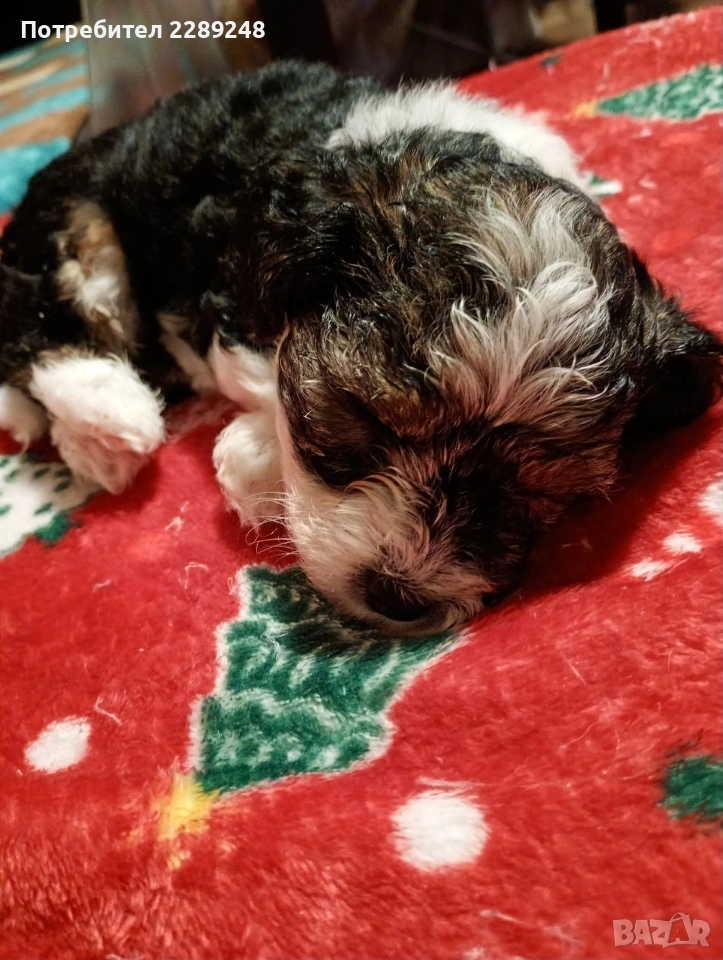 йоркширски териер бивер , снимка 1