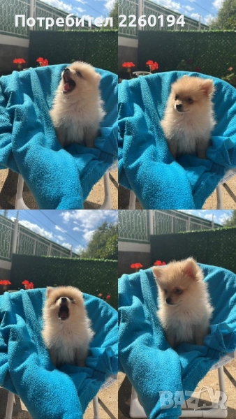 Померан Померанче , снимка 1