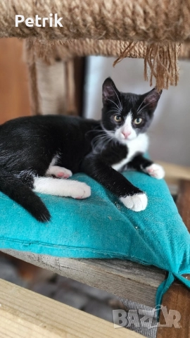 ще го дадем в добри ръце, снимка 3 - Други - 51323889