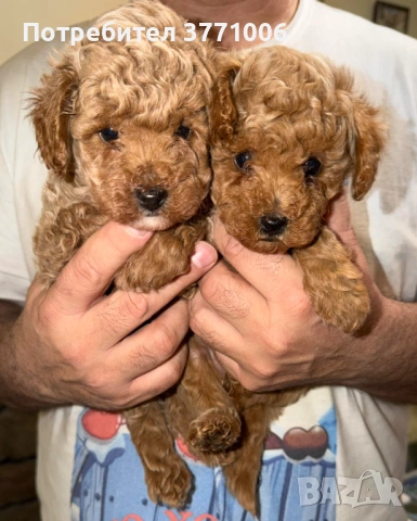 Пудел той, снимка 4 - Пудели - 53498812