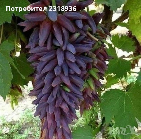 Десертни сортове грозде., снимка 16 - Разсади - 38898244