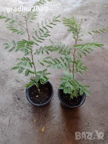 Цезалпиния, снимка 4 - Разсади - 51161534