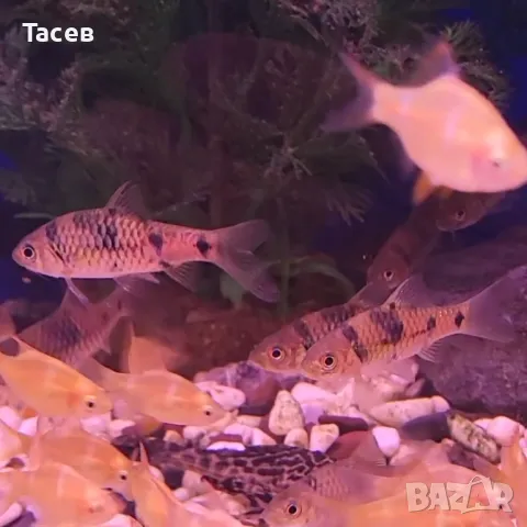 Барбус еверети 6см, снимка 1