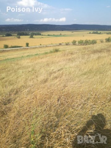 Дворно място в село Сава, снимка 2 - Парцели - 35637958