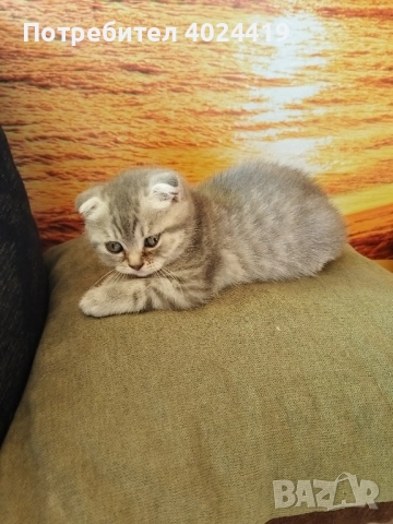 малки котенца, снимка 7 - Британска късокосместа - 52258422