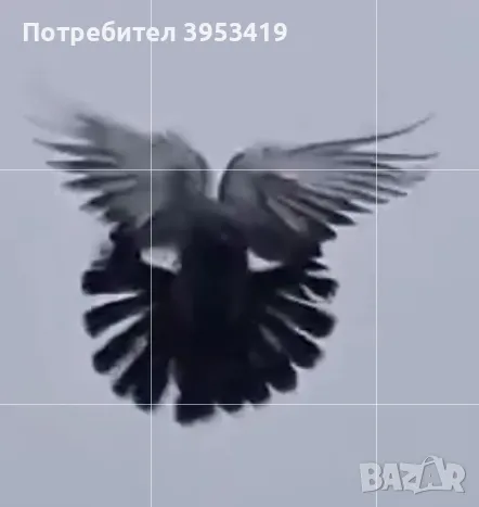 пеперуди, снимка 2 - Гълъби - 49345597