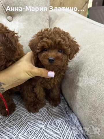 Той пудел момчета и момичета, снимка 3 - Пудели - 51889483