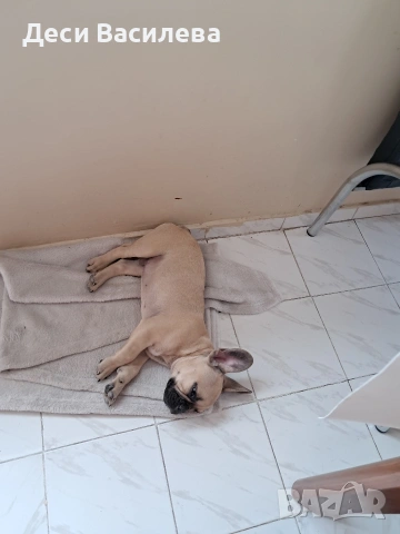 Фпенски булдог момче