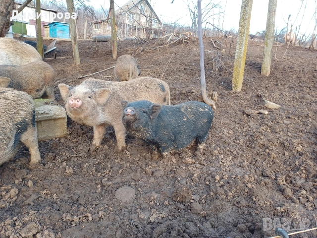 Разменям виетнамски прасета за други животни или зърно, снимка 16 - Прасета - 52406042