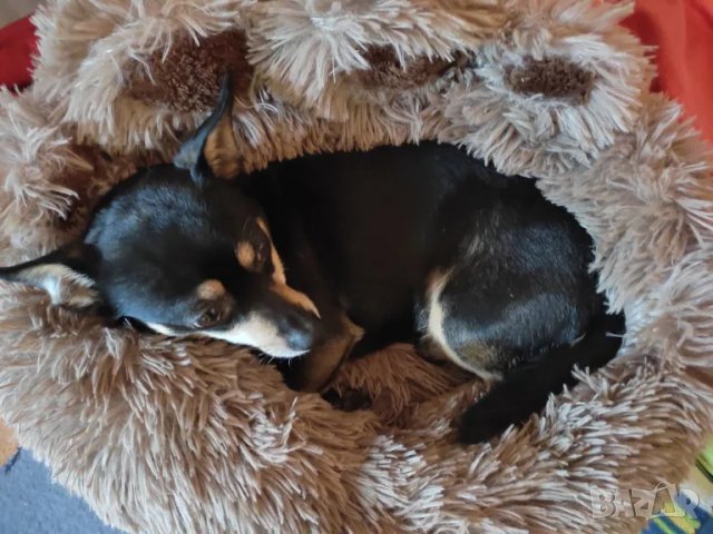 Меко плюшено котешко или кучешко легло, снимка 2 - Други стоки за животни - 48423808