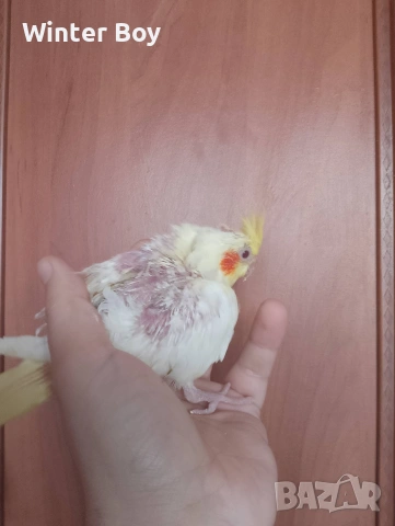 Бебе 2 папагал корела корели 