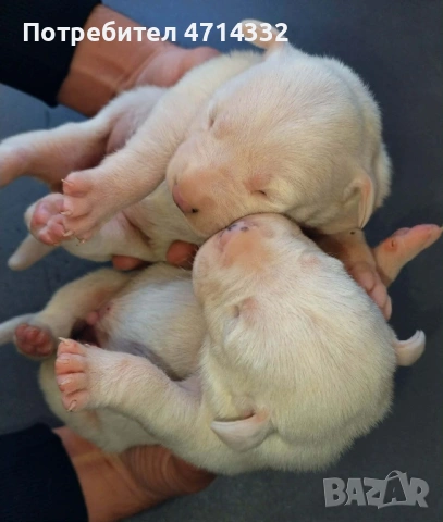 Продавам мъжки и женски кученца, снимка 13 - Дого аржентино - 53163193