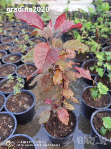 Декоративна червена ябълка Малус, снимка 2 - Разсади - 50369119