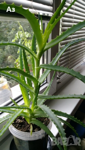 продавам цветя Алое лечебно, снимка 3 - Стайни растения - 52135889
