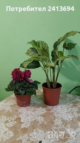 калатея + циклама 