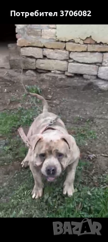Продавам Були покет на година и четири месеца не е агресивен , снимка 4 - Питбул - 52862438