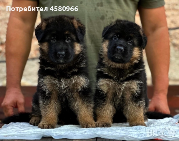 Елитни Немски Овчарки , снимка 7 - Немска овчарка - 51968712