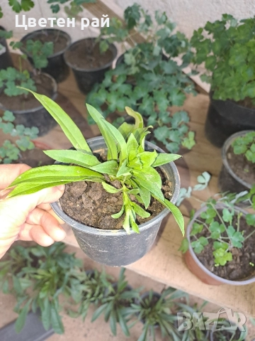 Топ карамфил , снимка 3 - Градински цветя и растения - 51641906