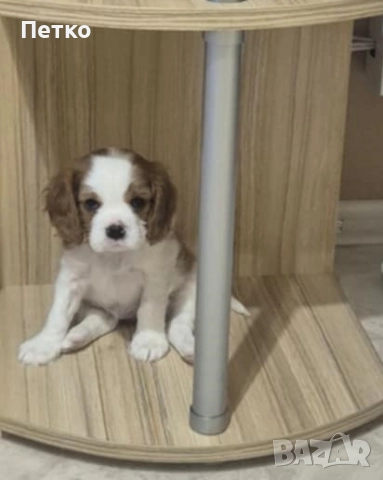 Женско кавалерче