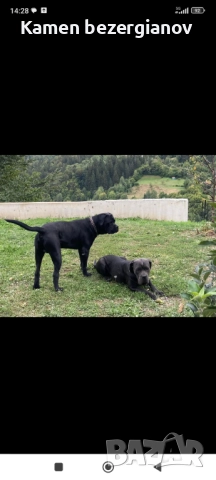 Кане Корсо , снимка 6 - Кане корсо - 52342406