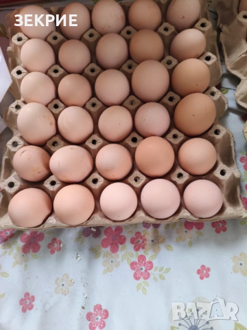 Продавам Оплодени Домашни Яйца , снимка 8 - Кокошки и пуйки - 53456186