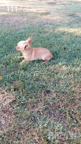 Мини Пинчер женски с първа ваксина , снимка 1