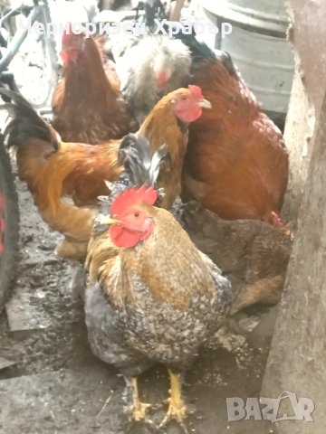 Домашни петли , снимка 2 - Кокошки и пуйки - 52431887