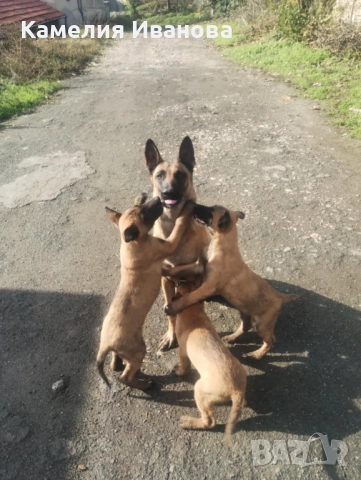 Продавам белгийски овчарки