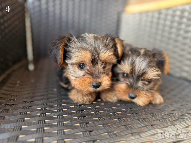 Йоркширски териери Актуално от 5.12.2025, снимка 2 - Йоркширски териер - 52558885