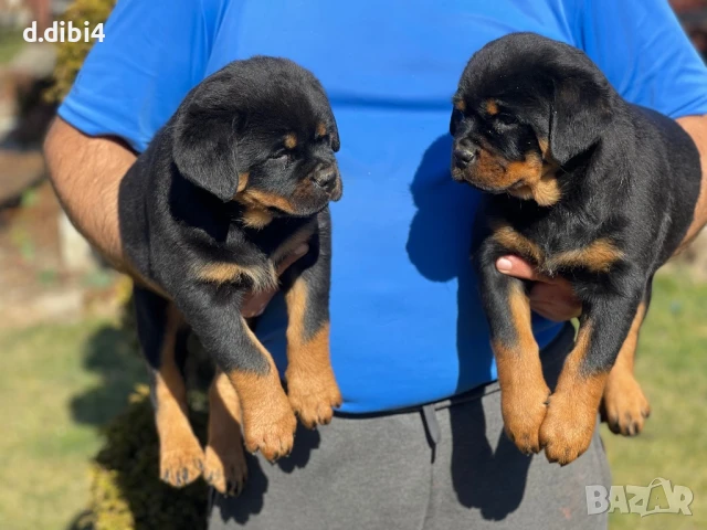 Ротвайлери , снимка 2 - Ротвайлер - 51151661