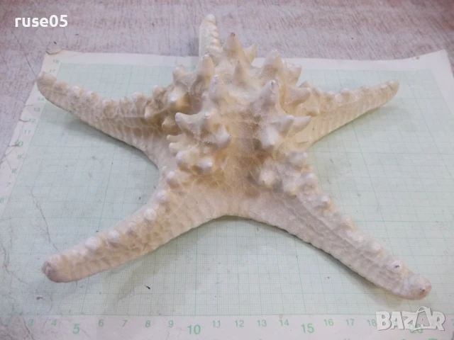 Звезда морска - 6, снимка 5 - Други стоки за дома - 50553562