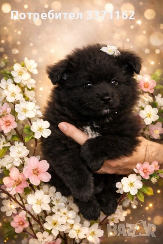  Померан шпиц, снимка 5 - Померан - 53540255