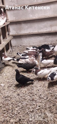 ПАЗАРДЖИШКИ ВИСОКО ЛЕТЦИ ЗА ДЪЛГОТРАЕН ВИСОК ПОЛЕТ, снимка 3 - Гълъби - 27987390