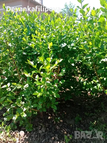 Зелен лигуструм   ,подрязван  гол корен- 070 см последни бройки ., снимка 7 - Градински цветя и растения - 18136492