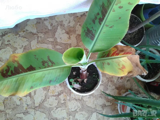 Бананово растение, снимка 2 - Стайни растения - 47995451