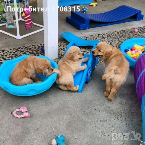 Голдън ретривър  момче родословен баща , снимка 11 - Голдън ретривър - 53604947