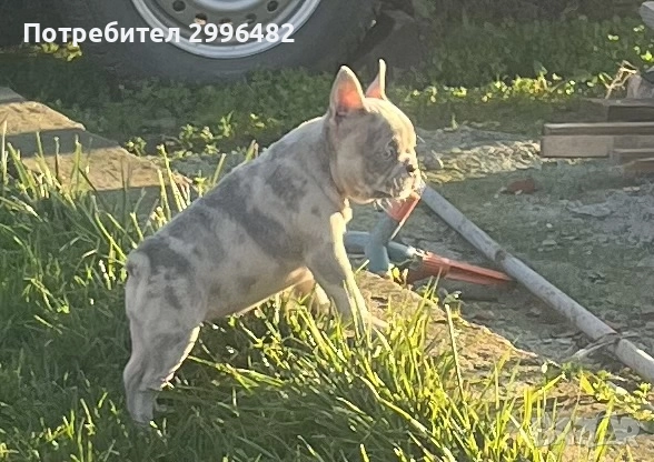 Френски булдог , снимка 5 - Френски булдог - 52567202