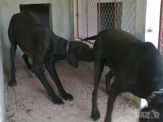 Елитни курцхаари на 6 и 7 месеца , снимка 6 - Курцхаар - 50896423